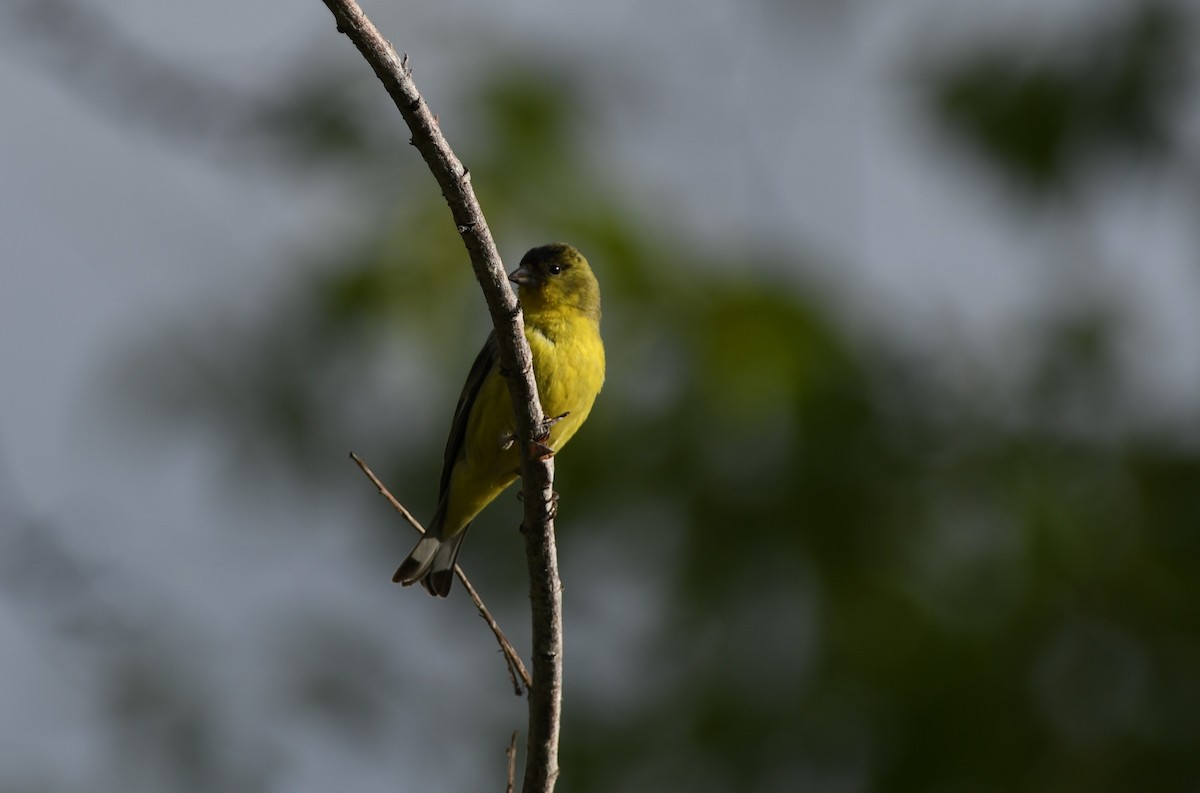 Lesser Goldfinch - Colin Maguire
