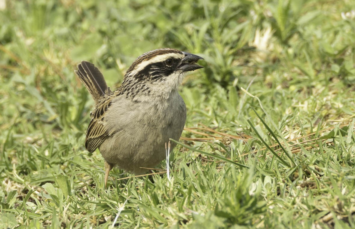 Striped Sparrow - ML618996525