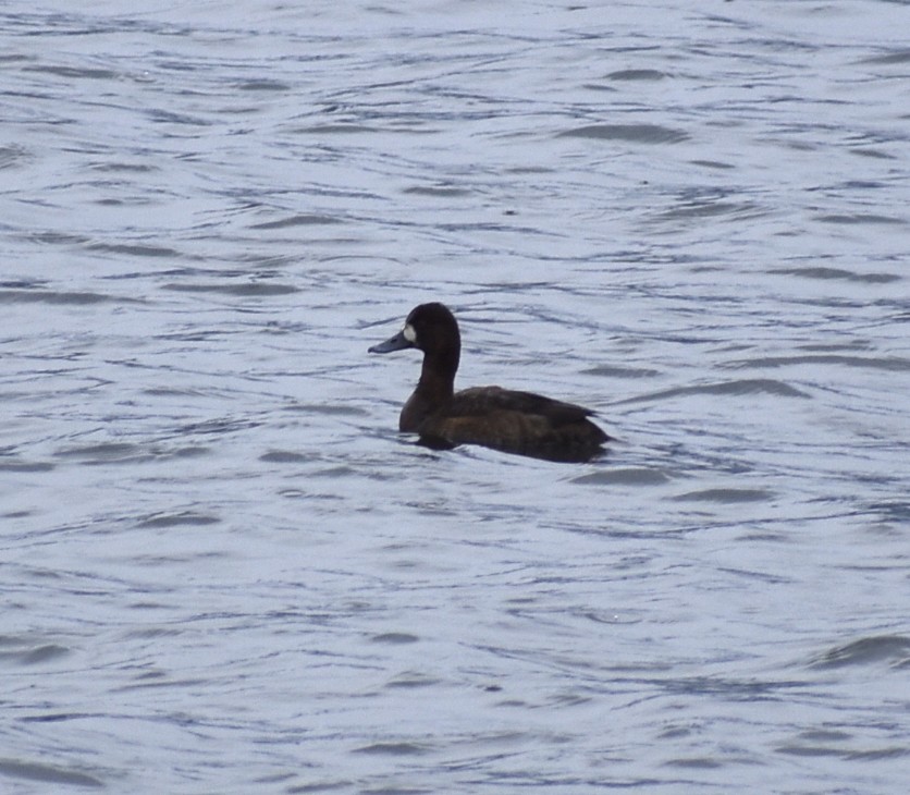 Greater/Lesser Scaup - ML618996559