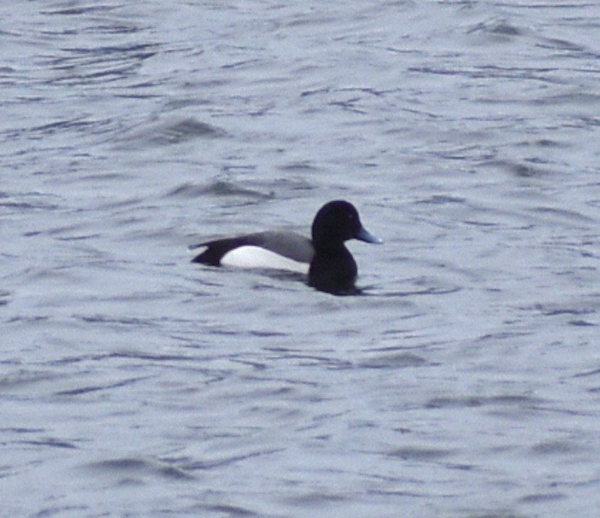 Greater/Lesser Scaup - ML618996562