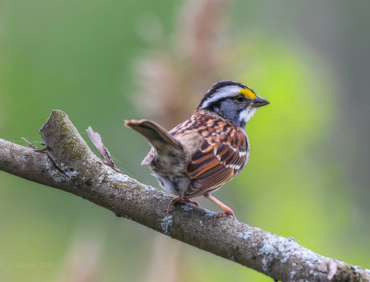White-throated Sparrow - Jason Short
