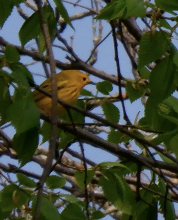 Yellow Warbler - ML618996567