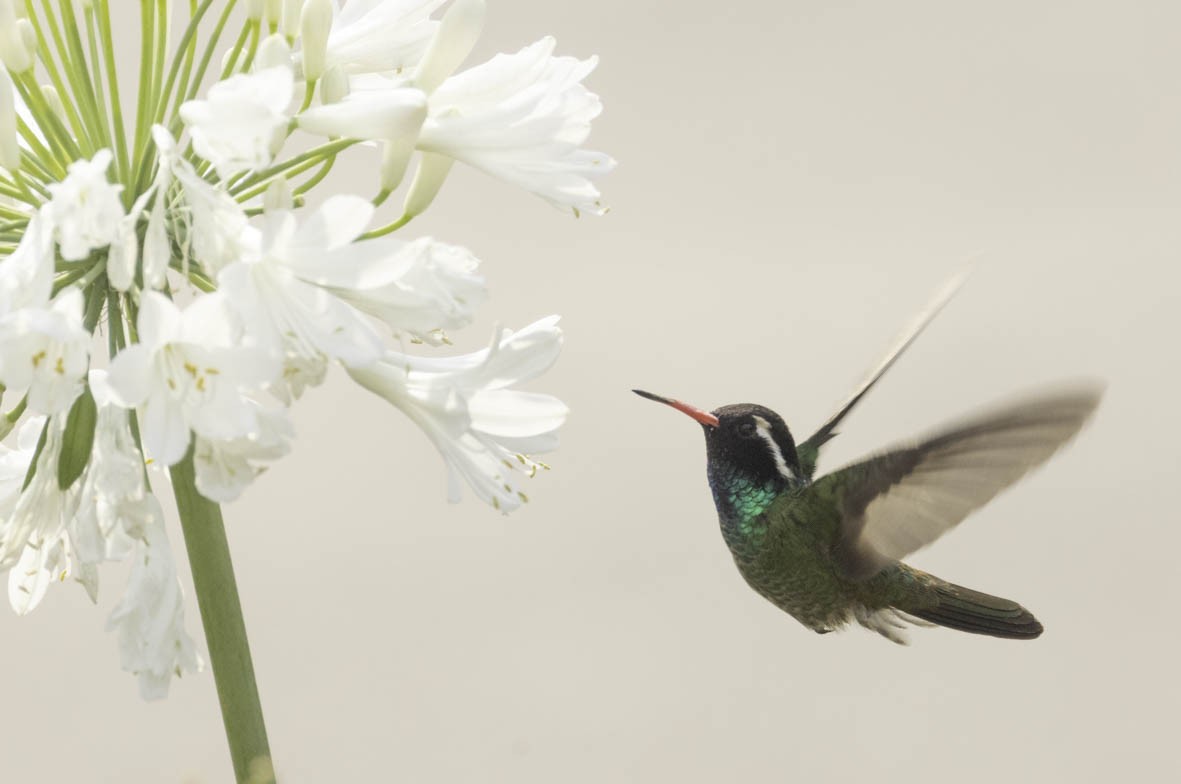 kolibřík bělouchý - ML618996568
