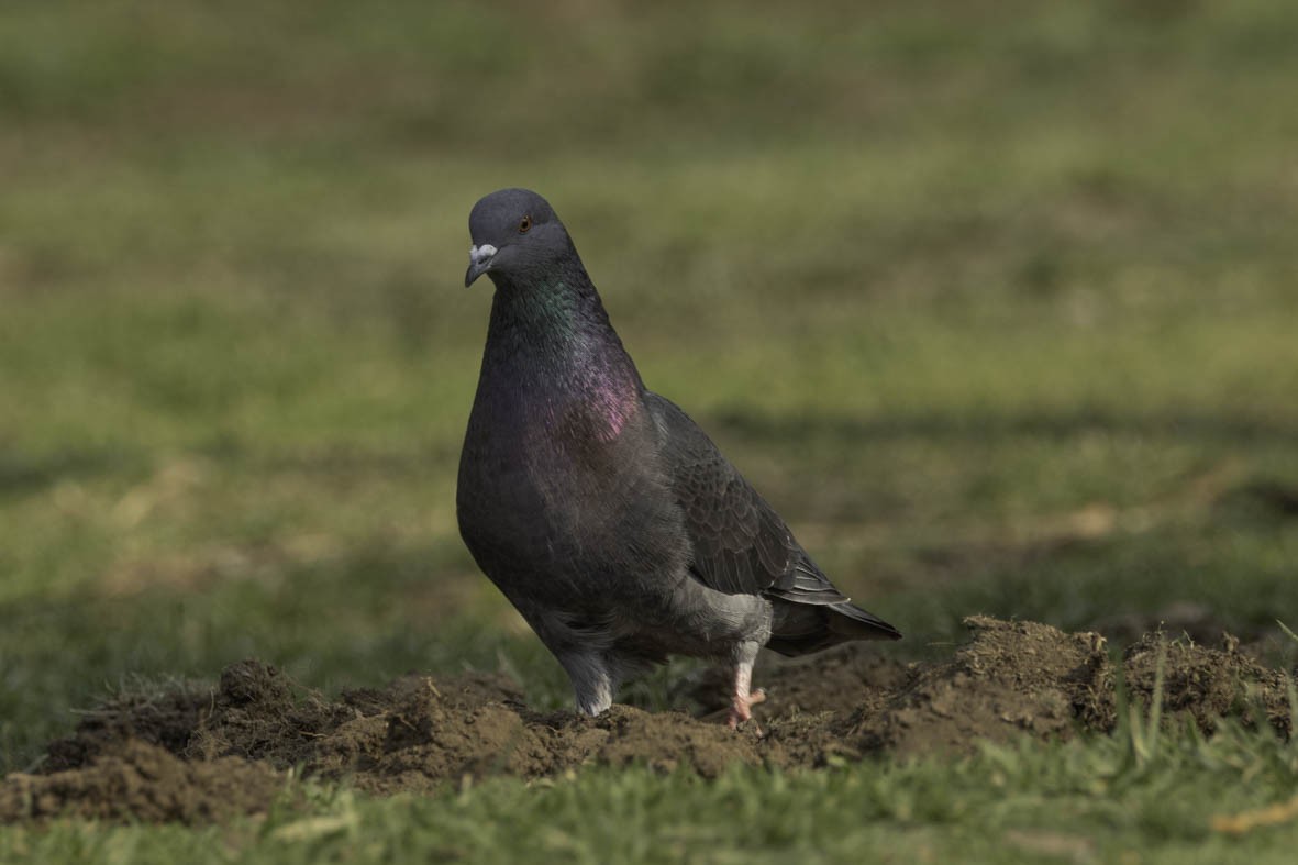 Rock Pigeon (Feral Pigeon) - ML618996573