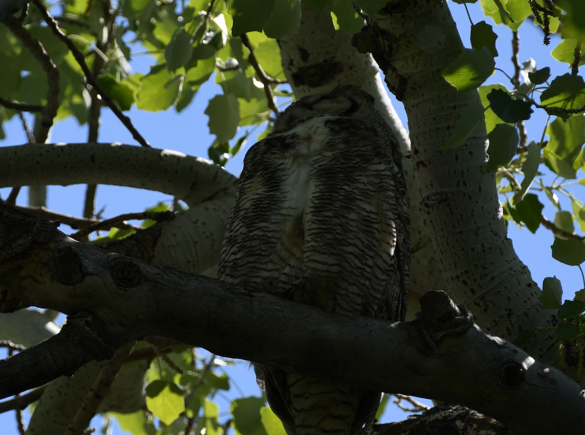 Great Horned Owl - ML618996579