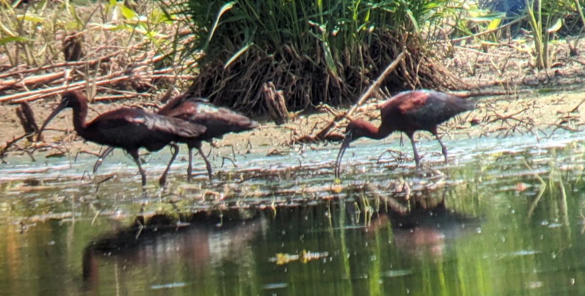 ibis hnědý - ML618996607