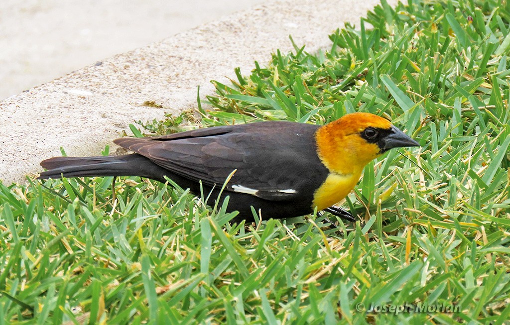 Yellow-headed Blackbird - ML618996610