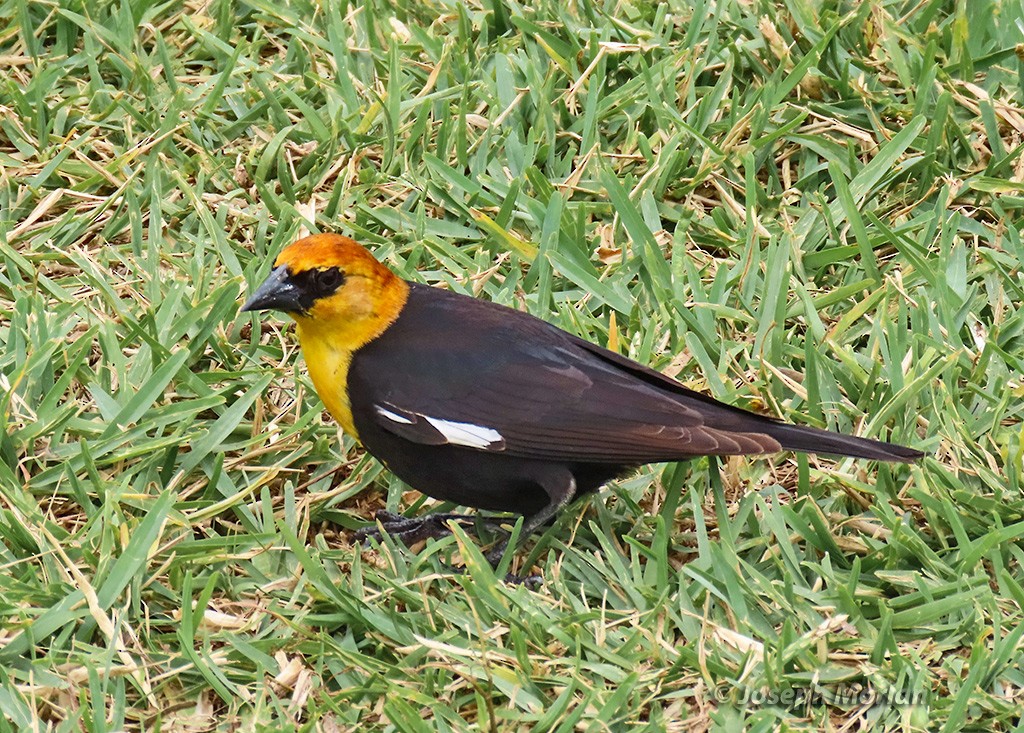 Yellow-headed Blackbird - ML618996611
