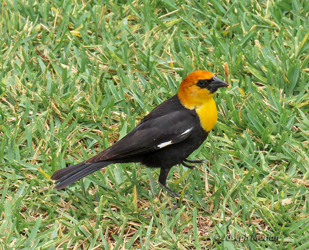 Yellow-headed Blackbird - ML618996612