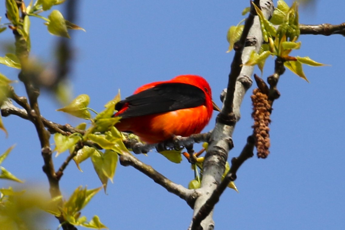 Scarlet Tanager - ML618996623