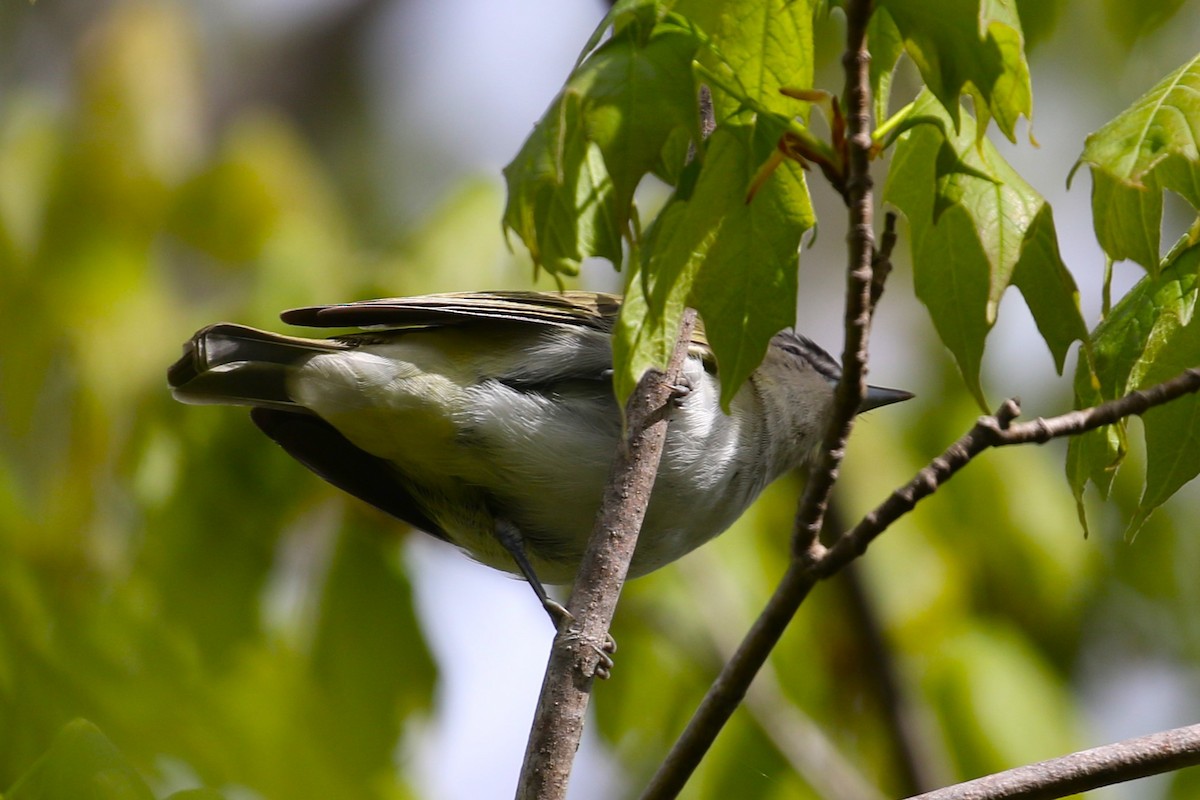 Red-eyed Vireo - Ethan Ring
