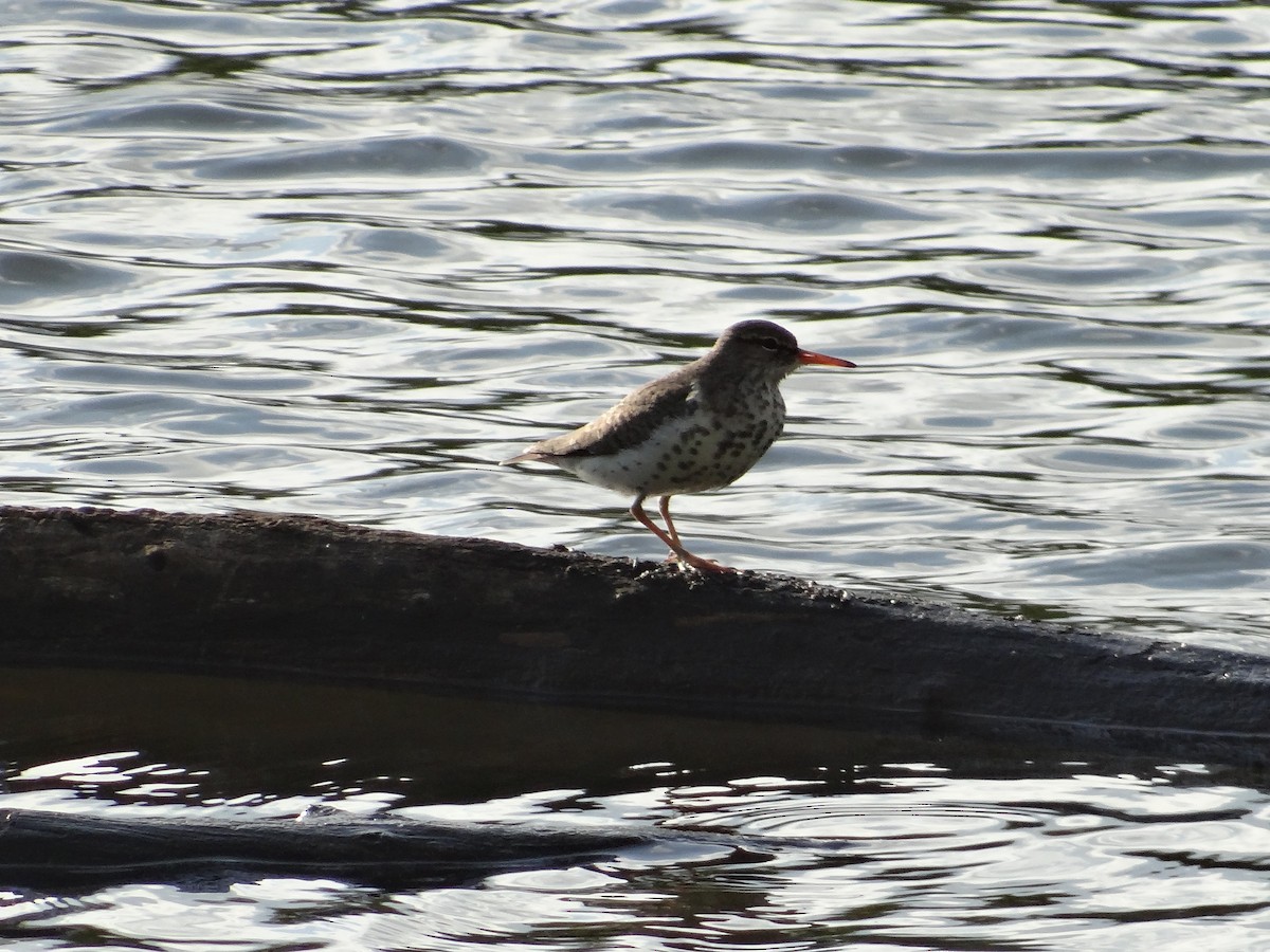 Spotted Sandpiper - Andrew Raamot and Christy Rentmeester