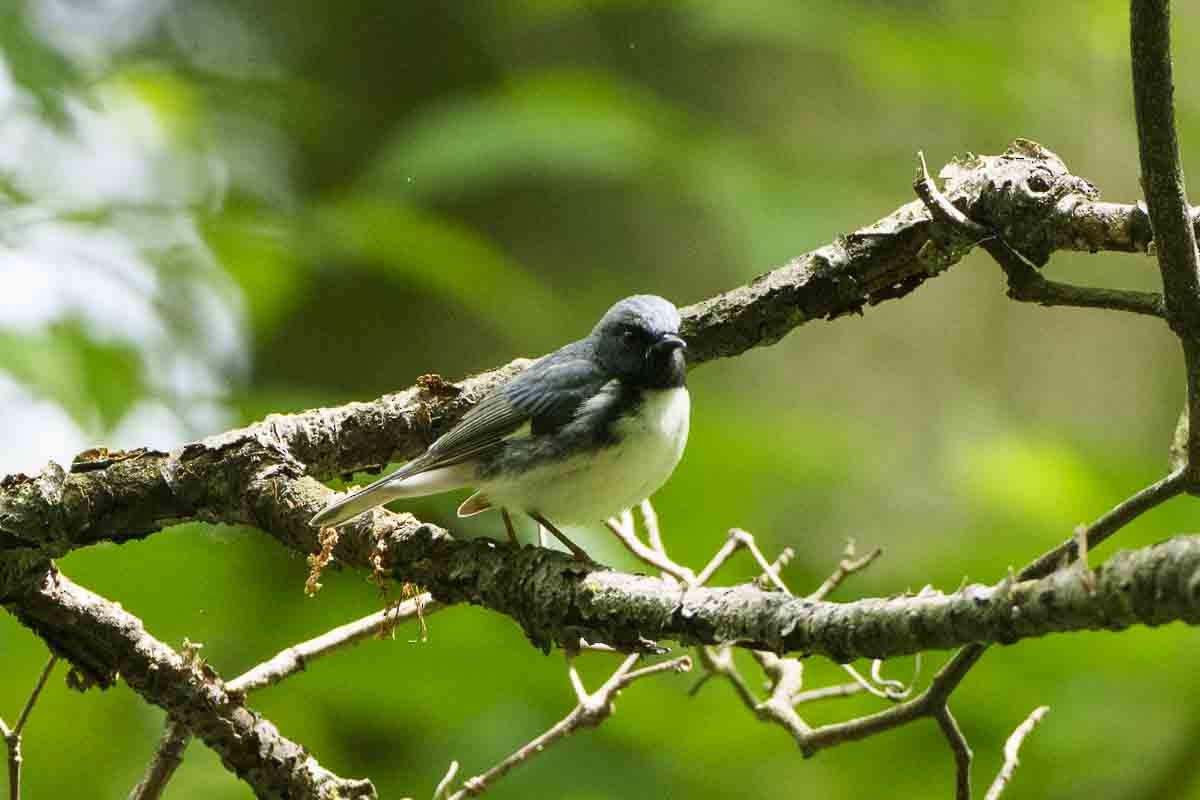 Black-throated Blue Warbler - ML618996693