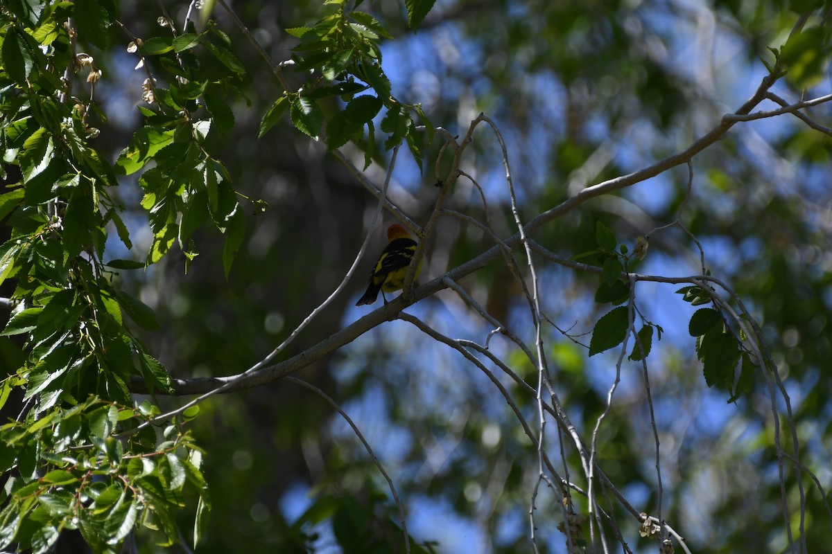 Western Tanager - ML618996695