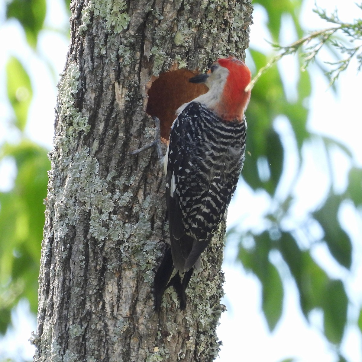 Red-bellied Woodpecker - ML618996712