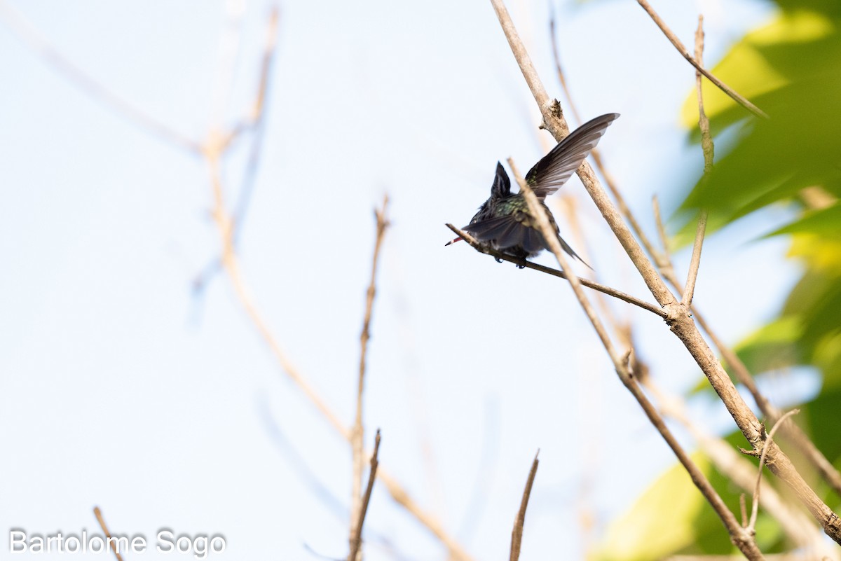 kolibřík safírový - ML618996717