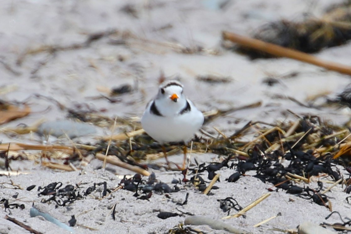 Piping Plover - ML618996780