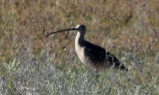 Long-billed Curlew - ML618996786