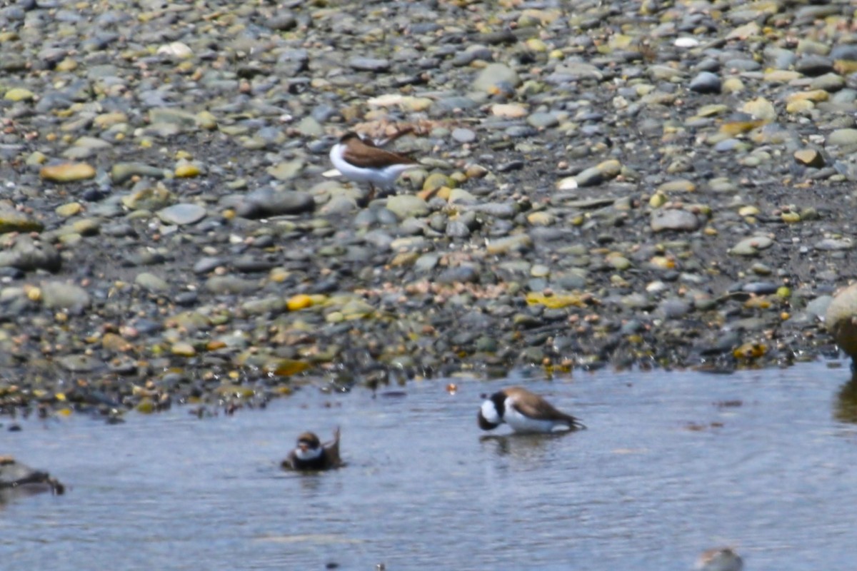 Semipalmated Plover - ML618996816