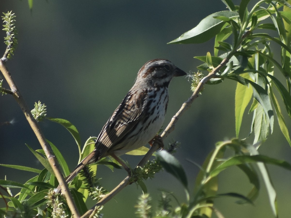 Song Sparrow - Jonathan Sellman
