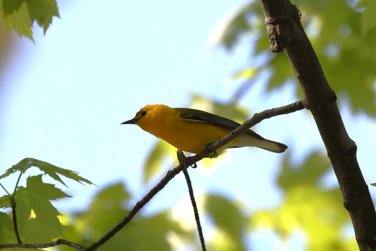 Prothonotary Warbler - ML618996848