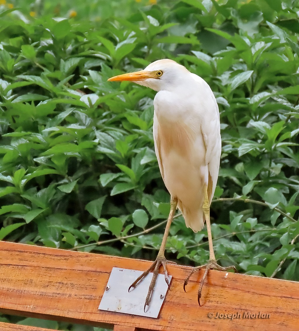 Чапля єгипетська (підвид ibis) - ML618996864