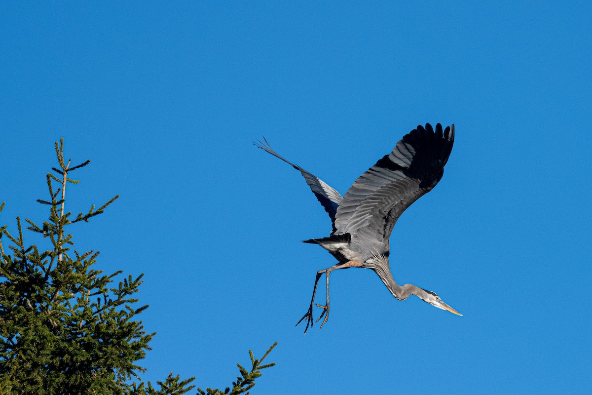 eBird Checklist 11 May 2024 Observatoire d'oiseaux de Tadoussac