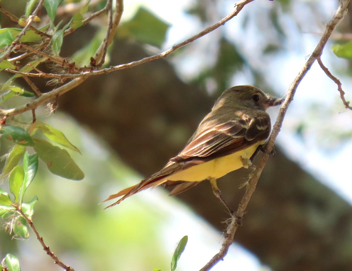 Great Crested Flycatcher - ML618996892