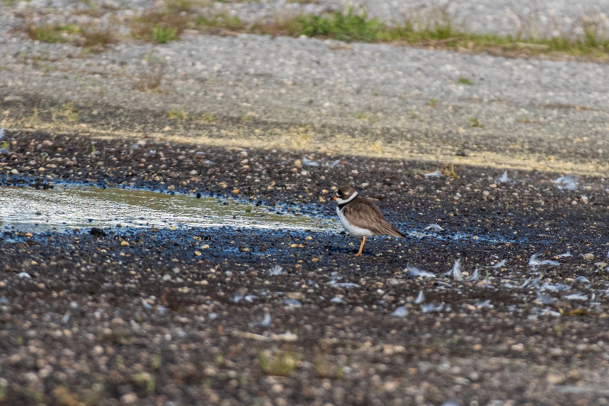 Semipalmated Plover - ML618996905
