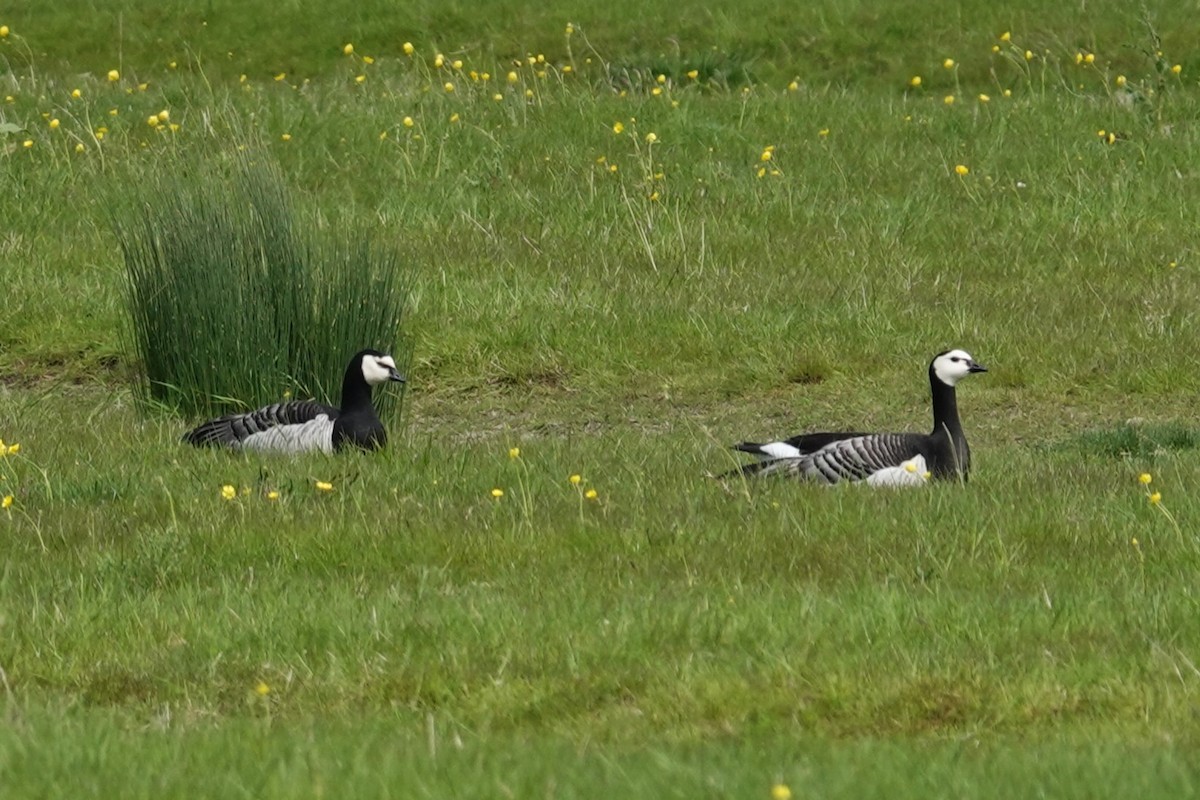 Barnacle Goose - Toby Holmes