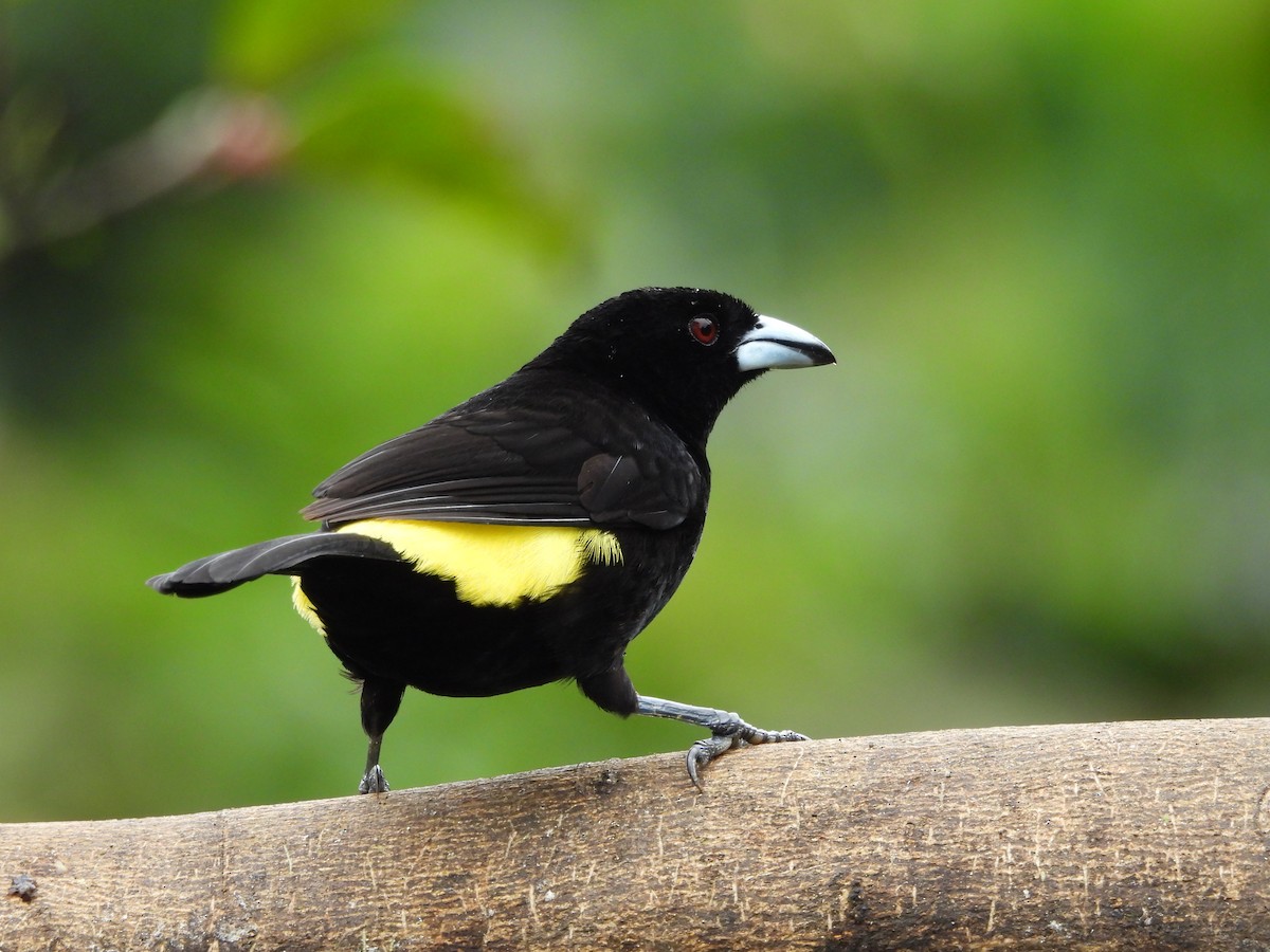 Flame-rumped Tanager - ML618996930