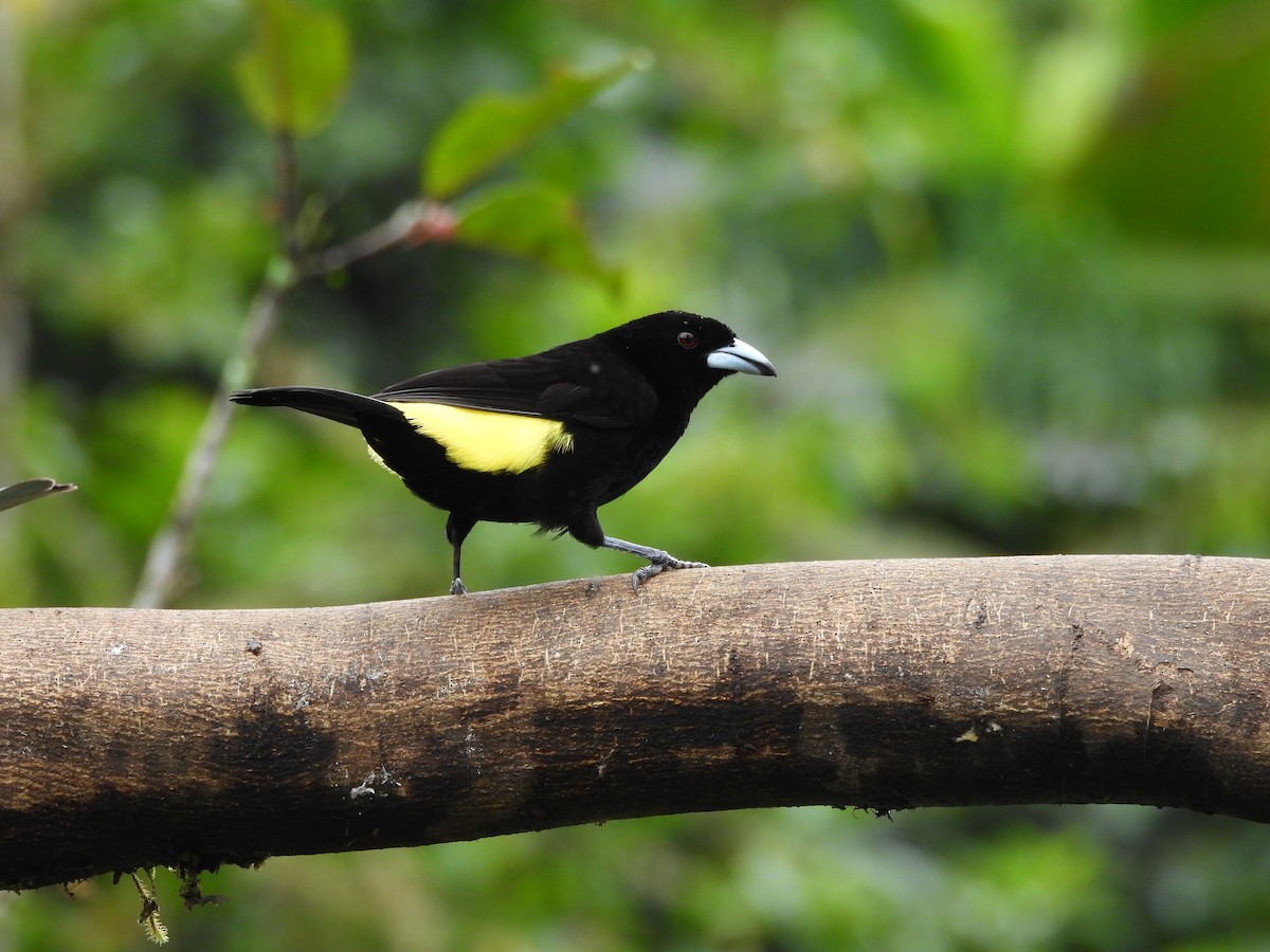 Flame-rumped Tanager - ML618996931