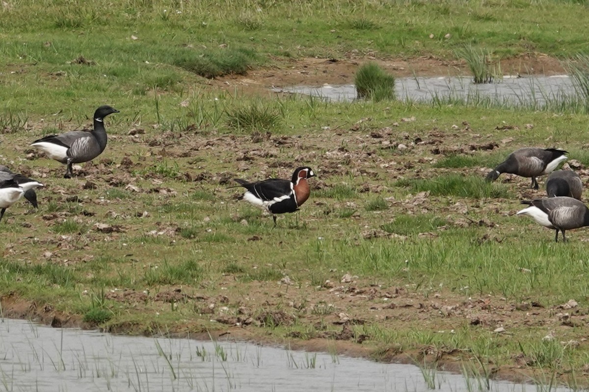 Red-breasted Goose - ML618996936