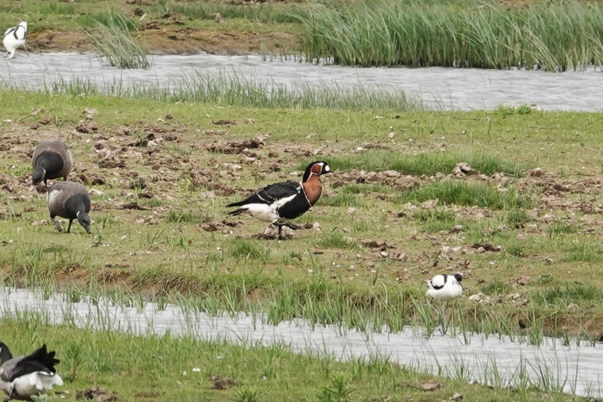 Red-breasted Goose - ML618996937