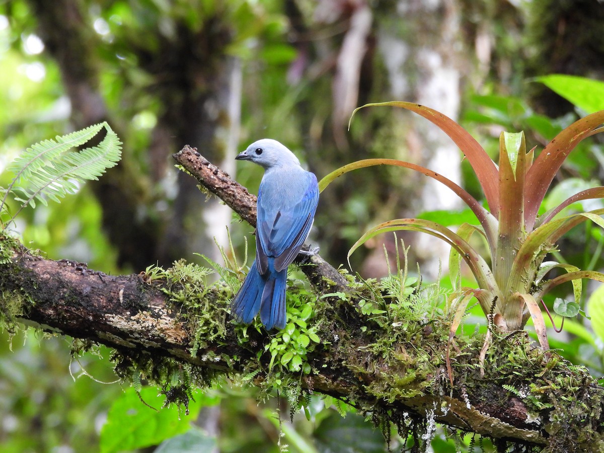 Blue-gray Tanager - ML618996976