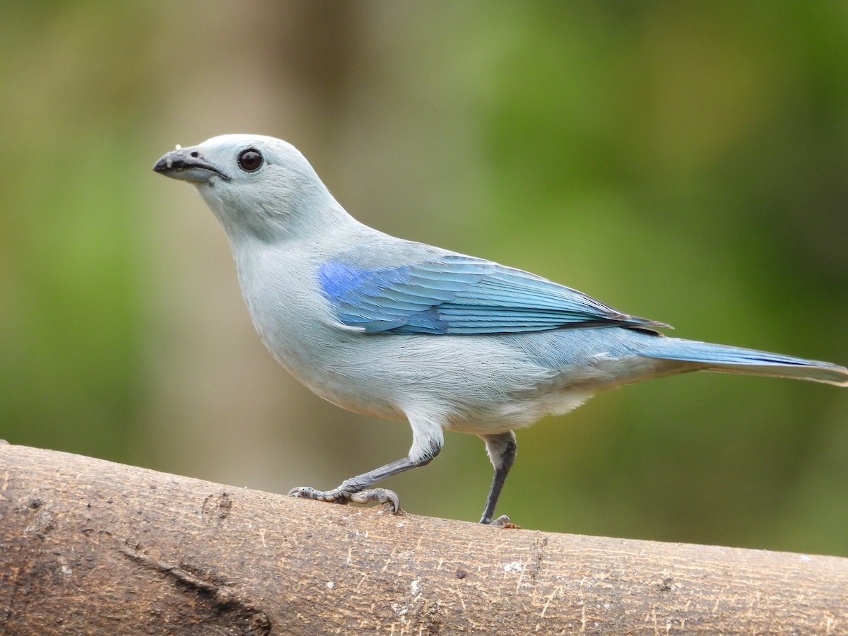 Blue-gray Tanager - ML618996977