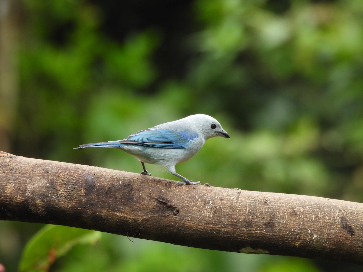 Blue-gray Tanager - ML618996978