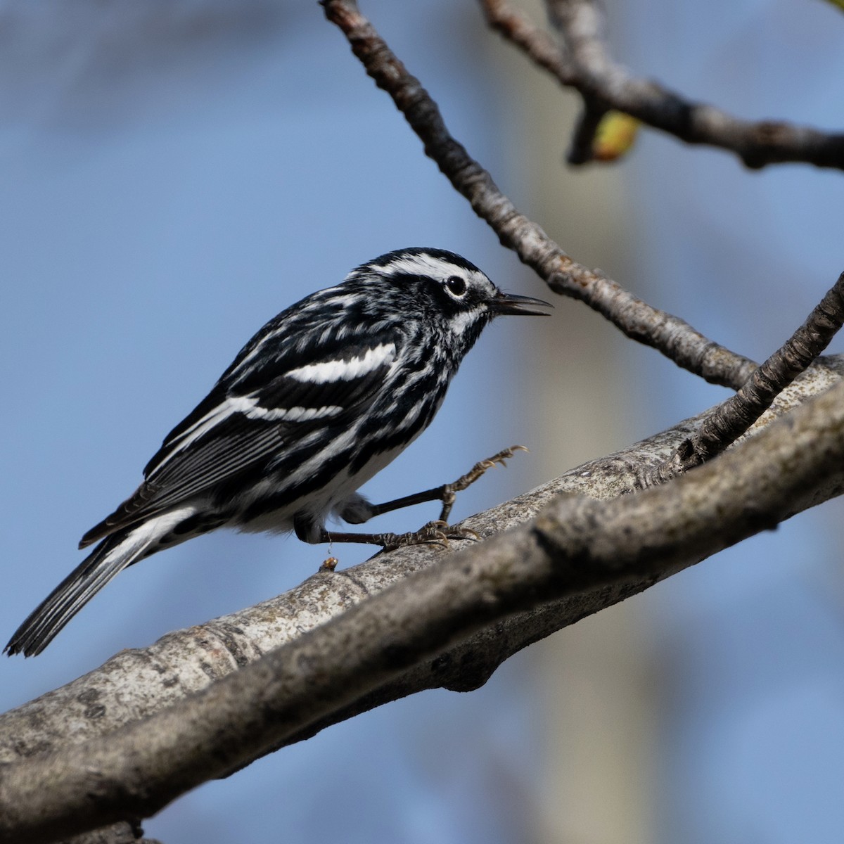 Black-and-white Warbler - ML618997012