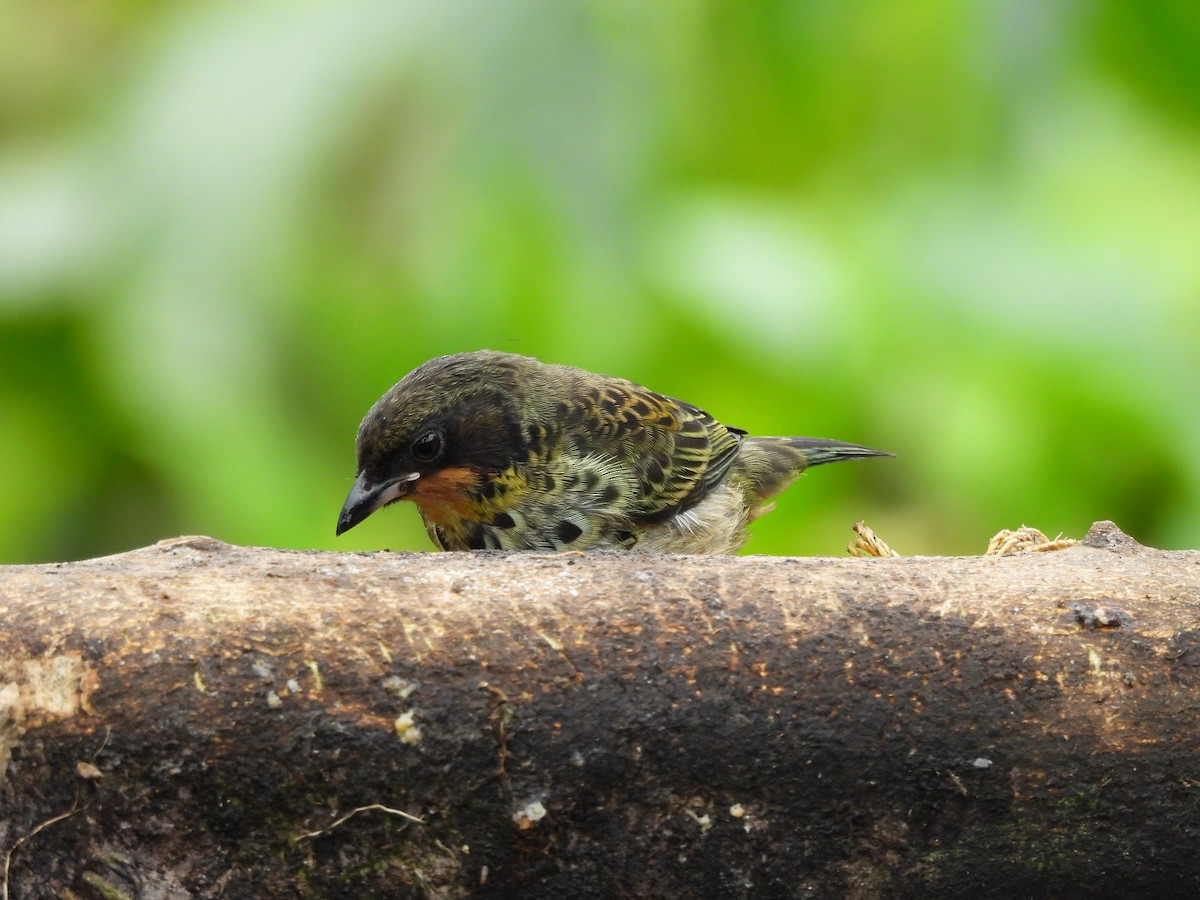 Rufous-throated Tanager - ML618997020