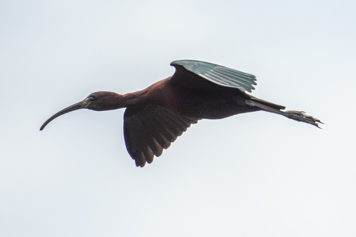 ibis hnědý - ML618997041
