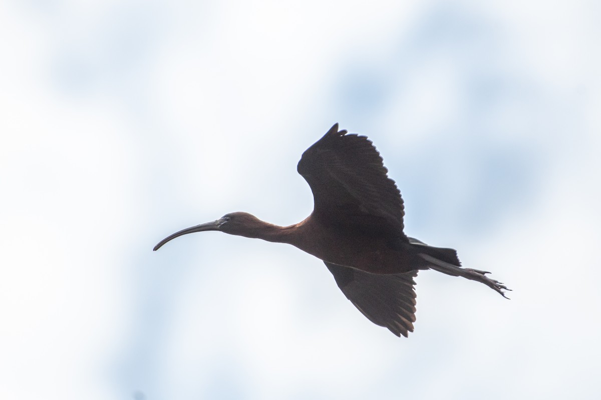 ibis hnědý - ML618997042