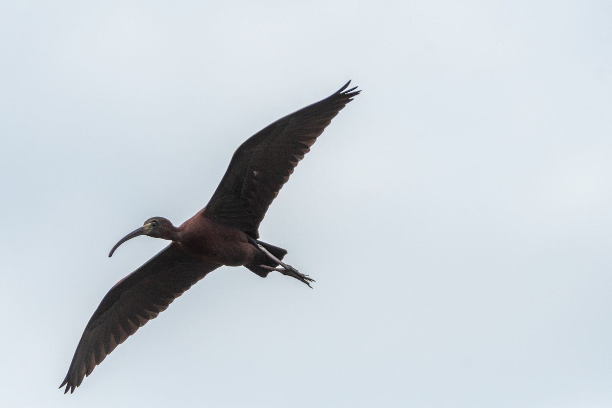 ibis hnědý - ML618997043