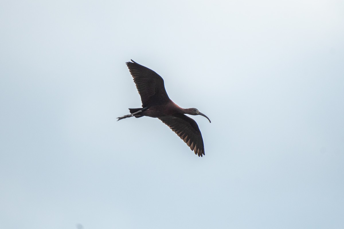 ibis hnědý - ML618997044