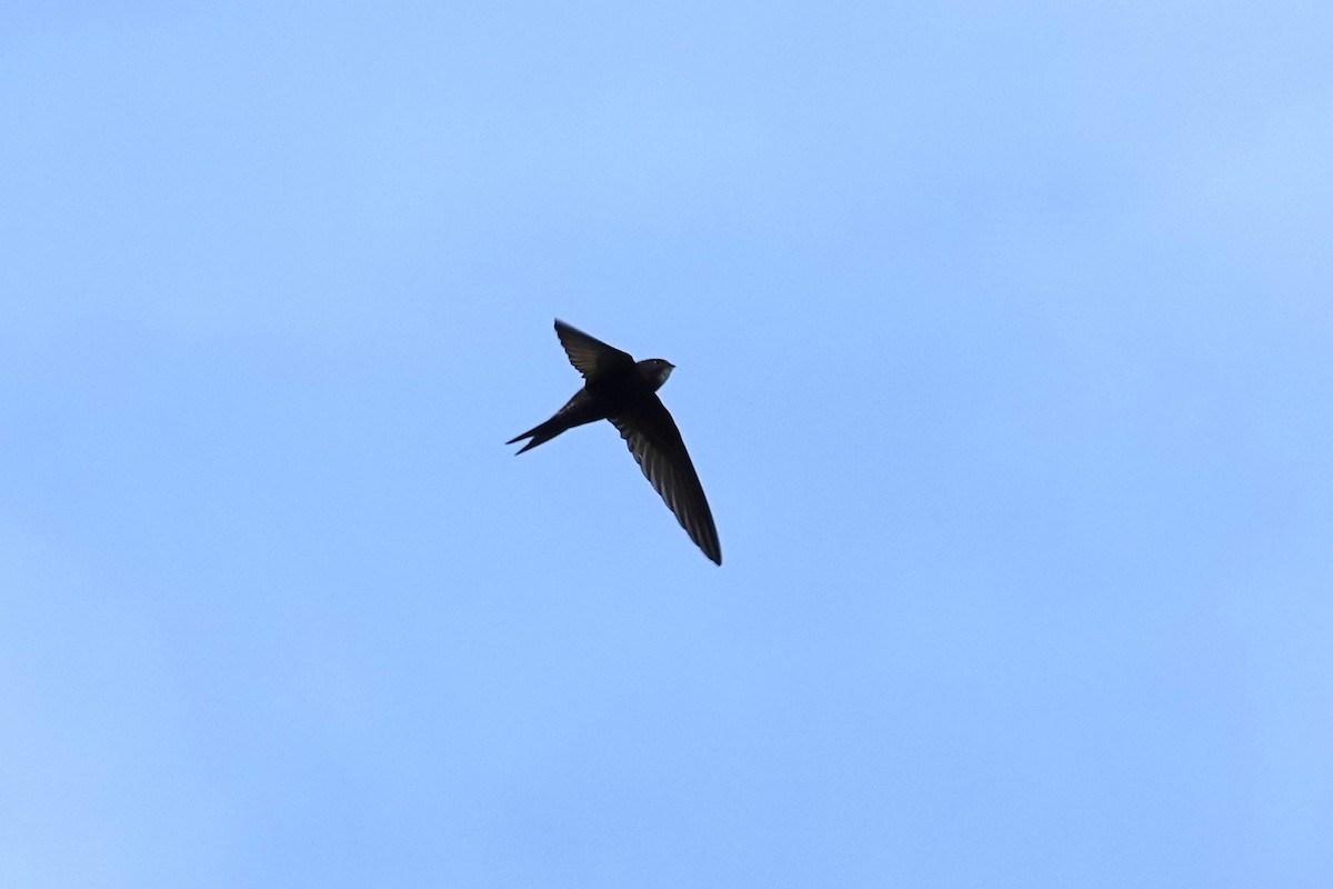 Common Swift - Toby Holmes