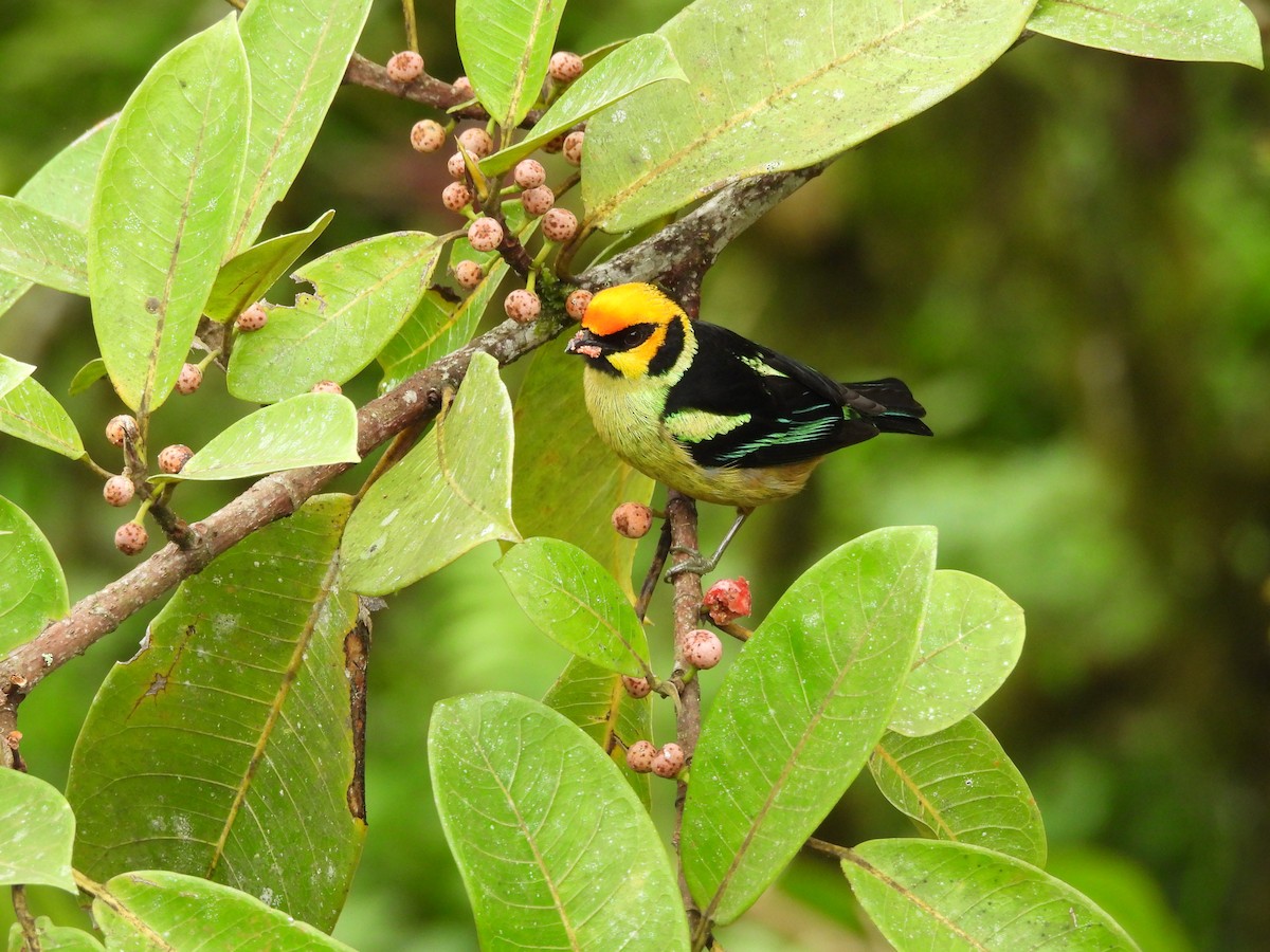 Flame-faced Tanager - ML618997056