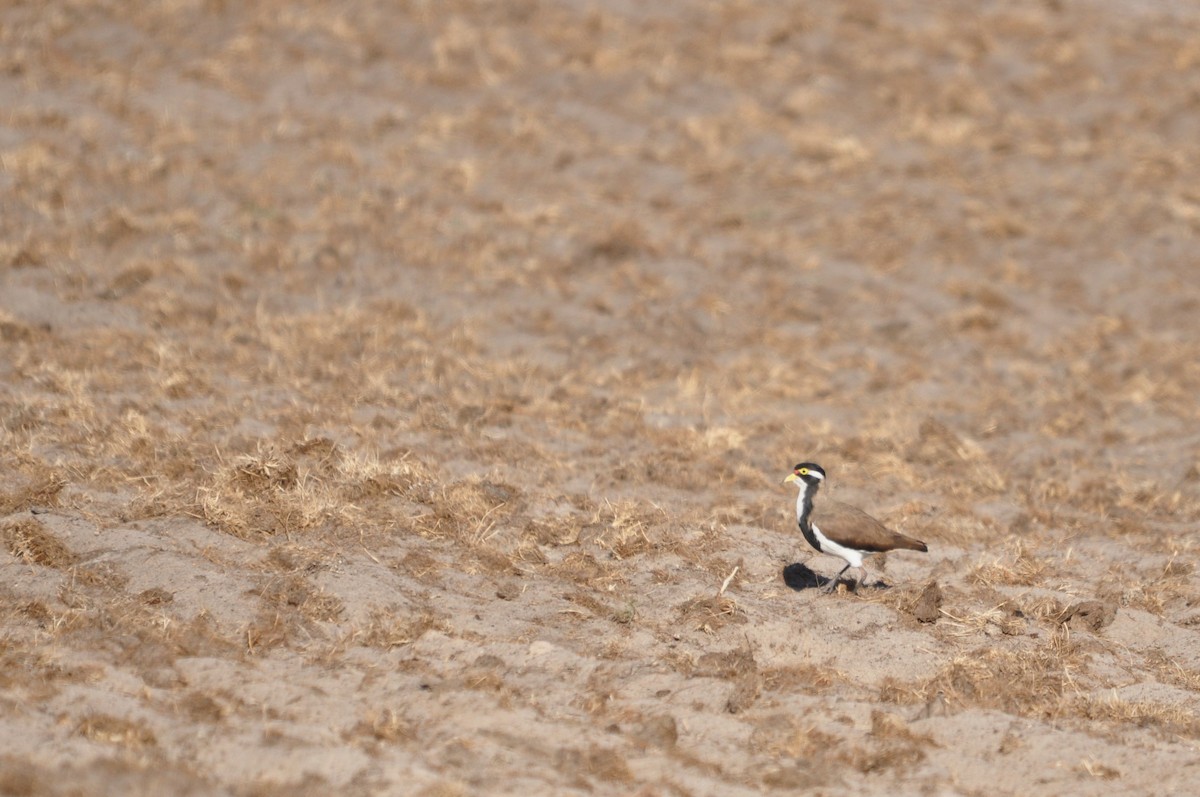 Banded Lapwing - ML618997076