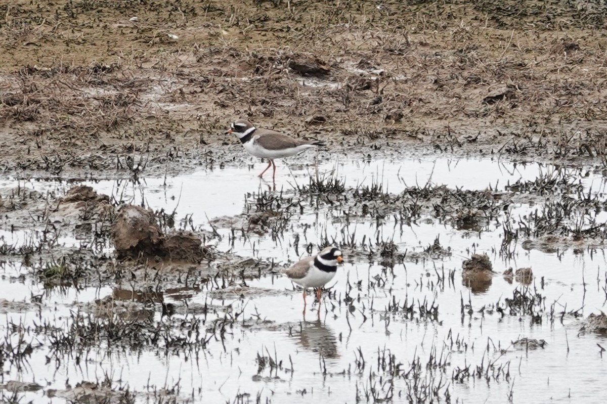 Common Ringed Plover - Toby Holmes