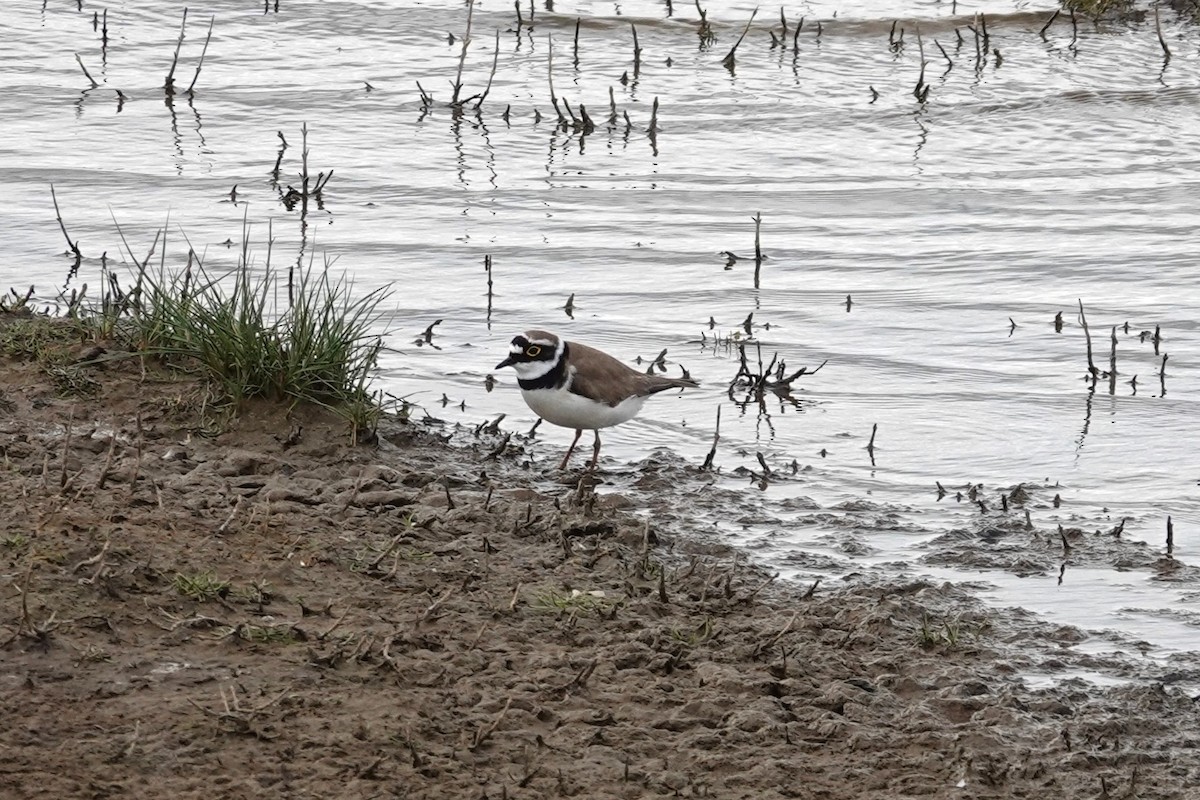 Little Ringed Plover - Toby Holmes