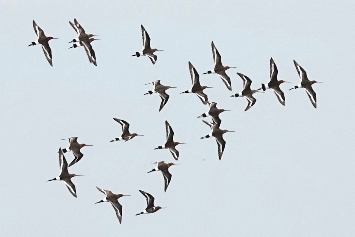 Black-tailed Godwit - Toby Holmes