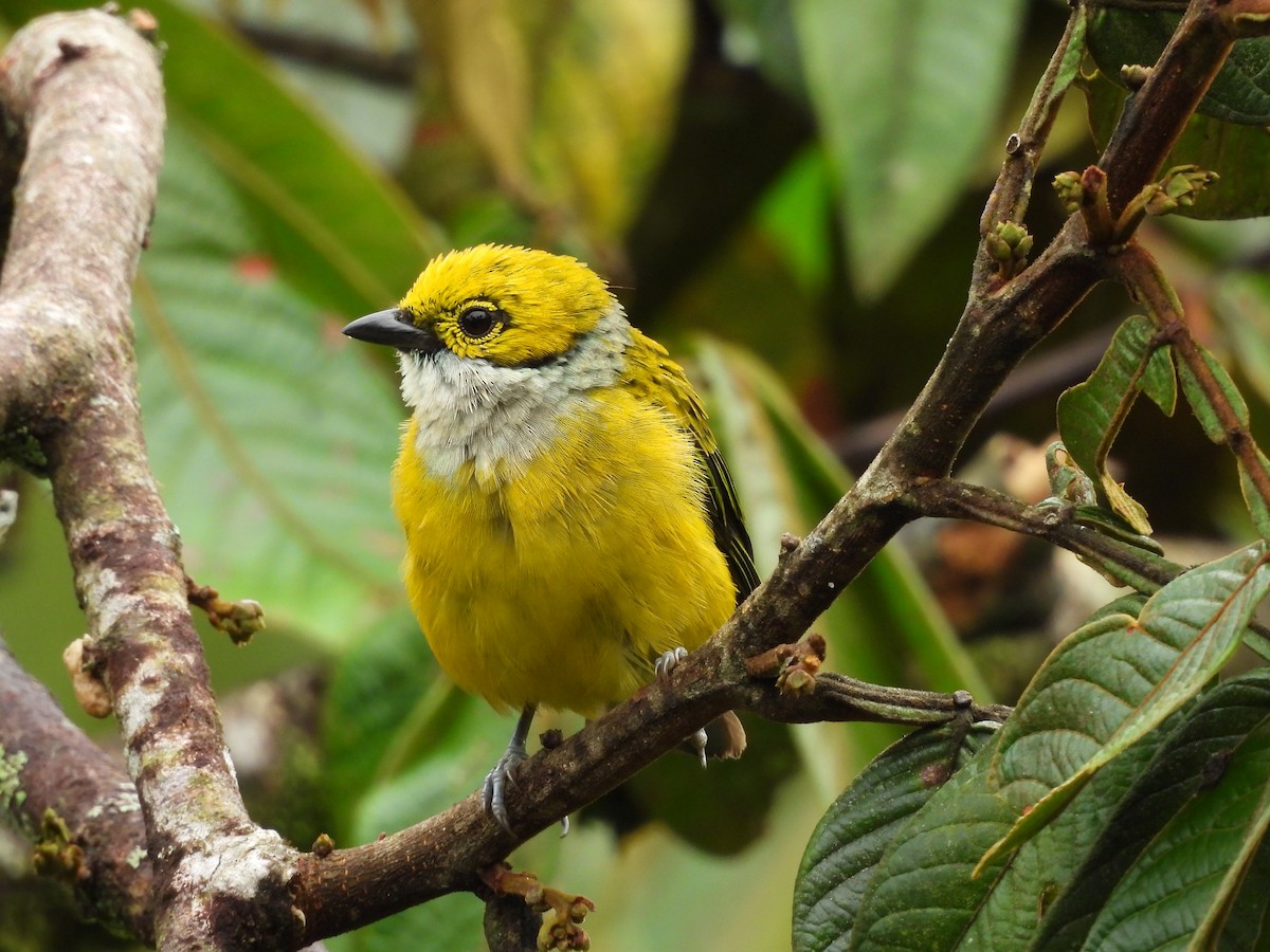 Silver-throated Tanager - ML618997162